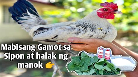 gamot sa halak ng manok